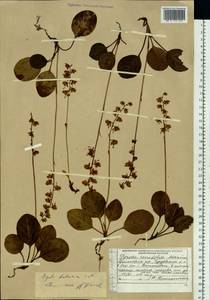 Pyrola dahurica (Andres) Kom., Siberia, Russian Far East (S6) (Russia)