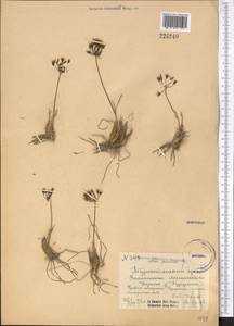 Allium gusaricum Regel, Middle Asia, Pamir & Pamiro-Alai (M2) (Uzbekistan)