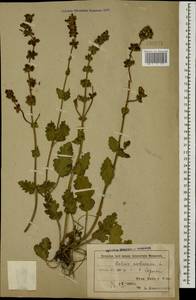 Salvia verbenaca L., Caucasus, Azerbaijan (K6) (Azerbaijan)