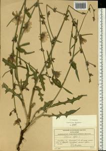 Cichorium intybus L., Eastern Europe, Moscow region (E4a) (Russia)