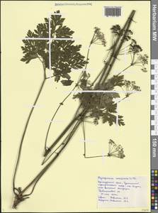 Physospermum cornubiense (L.) DC., Caucasus, Black Sea Shore (from Novorossiysk to Adler) (K3) (Russia)