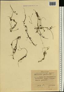Ranunculus gmelinii DC., Siberia, Russian Far East (S6) (Russia)