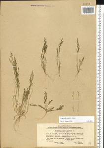 Eragrostis aegyptiaca (Willd.) Delile, Eastern Europe, North Ukrainian region (E11) (Ukraine)