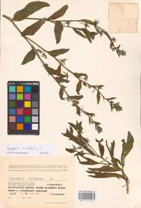 MHA 0 152 633, Lycopsis arvensis subsp. orientalis (L.) Kuzn., Eastern Europe, Lower Volga region (E9) (Russia)