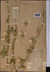 Alcea nudiflora (Lindl.) Boiss., Middle Asia, Western Tian Shan & Karatau (M3) (Kazakhstan)