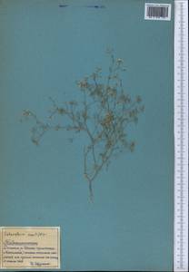 Psammogeton capillifolium (Regel & Schmalh.) Mousavi, Mozaff. & Zarre, Middle Asia, Pamir & Pamiro-Alai (M2) (Tajikistan)