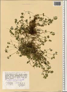 Cruciata laevipes Opiz, Caucasus, North Ossetia, Ingushetia & Chechnya (K1c) (Russia)