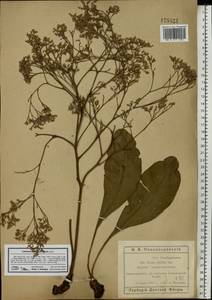 Limonium platyphyllum Lincz., Eastern Europe, Rostov Oblast (E12a) (Russia)