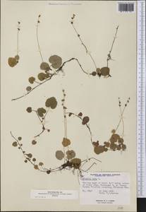 Mitella nuda L., America (AMER) (Canada)