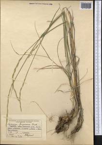 Elymus bungeanus (Trin.) Melderis, Middle Asia, Pamir & Pamiro-Alai (M2) (Kyrgyzstan)