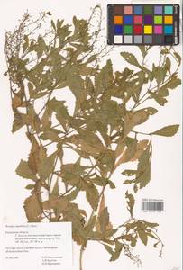 Rorippa amphibia (L.) Besser, Eastern Europe, Central region (E4) (Russia)