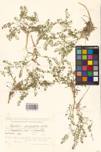 Lepidium pinnatifidum Ledeb., Middle Asia, Caspian Ustyurt & Northern Aralia (M8) (Kazakhstan)