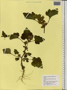 Xanthium orientale var. albinum (Widd.) Adema & M. T. Jansen, Eastern Europe, Lower Volga region (E9) (Russia)