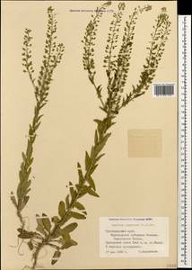 Lepidium campestre (L.) W. T. Aiton, Caucasus, Black Sea Shore (from Novorossiysk to Adler) (K3) (Russia)