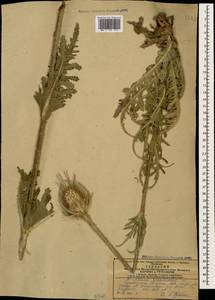 Dipsacus laciniatus L., Caucasus, Armenia (K5) (Armenia)