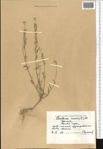 Berteroa incana (L.) DC., Middle Asia, Caspian Ustyurt & Northern Aralia (M8) (Kazakhstan)