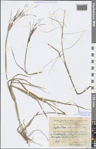 Dinebra chinensis (L.) P.M.Peterson & N.Snow, South Asia, South Asia (Asia outside ex-Soviet states and Mongolia) (ASIA) (China)
