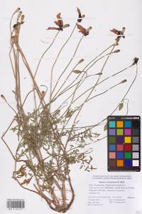 Papaver arenarium M.Bieb., Eastern Europe, Lower Volga region (E9) (Russia)