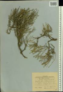 Anabasis salsa (C. A. Mey.) Benth. ex Volkens, Middle Asia, Caspian Ustyurt & Northern Aralia (M8) (Kazakhstan)