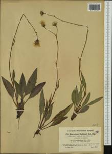 Hieracium dollineri subsp. crinitellum Murr & Zahn, Western Europe (EUR) (Austria)