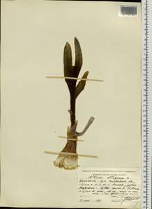 Allium obliquum L., Eastern Europe, Eastern region (E10) (Russia)