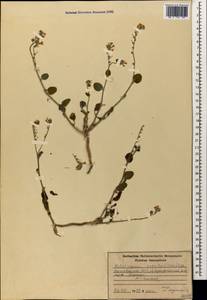 Heliotropium szovitsii (Stev.) Stschegl., Caucasus, Azerbaijan (K6) (Azerbaijan)