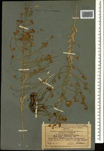 Reaumuria alternifolia subsp. alternifolia, Caucasus, Azerbaijan (K6) (Azerbaijan)