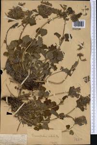 Dracocephalum imberbe Bunge, Middle Asia, Dzungarian Alatau & Tarbagatai (M5) (Kazakhstan)