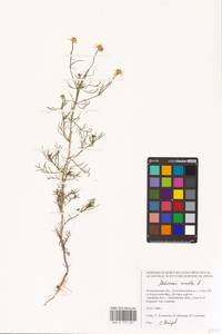 Matricaria chamomilla L., Eastern Europe, Lower Volga region (E9) (Russia)