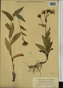 Hieracium picroides subsp. ochroleucum (Hoppe) Zahn, Western Europe (EUR) (Italy)