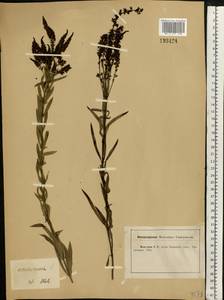 Veronica spuria L., Eastern Europe, Central forest-and-steppe region (E6) (Russia)