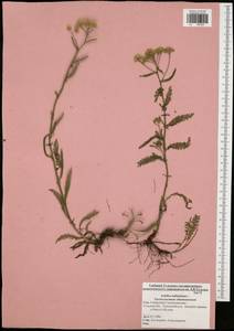 Achillea millefolium L., Eastern Europe, Central region (E4) (Russia)