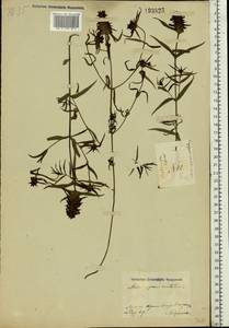 Melampyrum cristatum L., Eastern Europe, Central region (E4) (Russia)