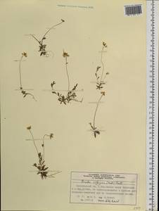 Draba sibirica (Pall.) Thell., Siberia, Central Siberia (S3) (Russia)