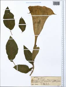 Brugmansia arborea (L.) Steud., Africa (AFR) (Ethiopia)