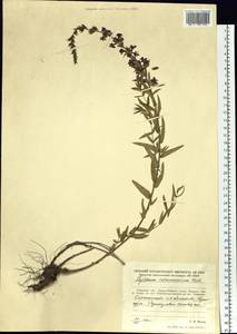 Lythrum intermedium Ledeb. ex Turcz., Siberia, Russian Far East (S6) (Russia)