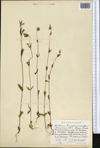 Gentianella turkestanorum (Gandoger) Holub, Middle Asia, Western Tian Shan & Karatau (M3) (Uzbekistan)