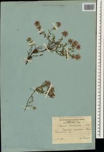 Thymus nummularius M.Bieb., Caucasus, South Ossetia (K4b) (South Ossetia)