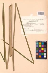 Typha angustifolia L., Eastern Europe, Moscow region (E4a) (Russia)