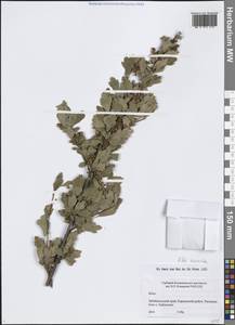 Ribes diacanthum Pall., Siberia, Baikal & Transbaikal region (S4) (Russia)