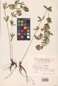 Trifolium lupinaster L., Eastern Europe, Eastern region (E10) (Russia)