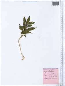 Ruscus hypoglossum L., Crimea (KRYM) (Russia)