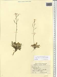 Diplotaxis muralis (L.) DC., Eastern Europe, Middle Volga region (E8) (Russia)