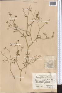 Zygophyllum fabago L., Middle Asia, Syr-Darian deserts & Kyzylkum (M7)