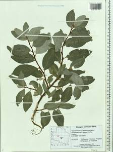 Elaeagnus commutata Bernh. ex Rydb., Eastern Europe, North-Western region (E2) (Russia)