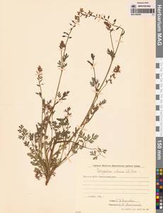 Corydalis sibirica (L.fil.) Pers., Siberia, Yakutia (S5) (Russia)