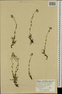 Noccaea thlaspidioides (Pall.) F.K.Mey., Mongolia (MONG) (Mongolia)