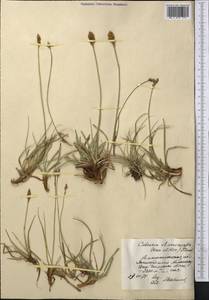 Carex kokanica (Regel) S.R.Zhang, Middle Asia, Northern & Central Tian Shan (M4) (Kazakhstan)