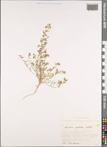 Lepidium apetalum Willd., Siberia, Altai & Sayany Mountains (S2) (Russia)