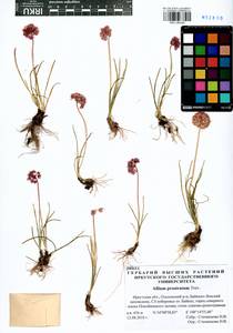 Allium prostratum Trevir., Siberia, Baikal & Transbaikal region (S4) (Russia)